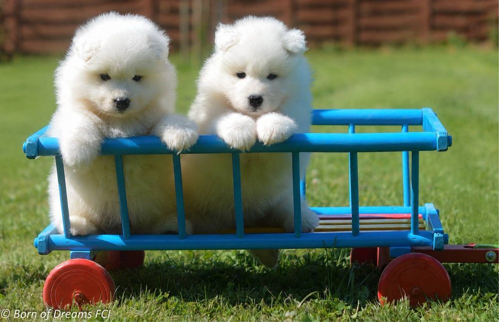 Samoyed/ Samojed ZKwP/FCI * już do odbioru*