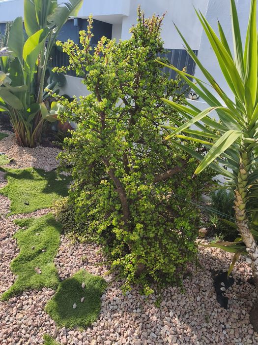 Plantas de Jardim Variadas