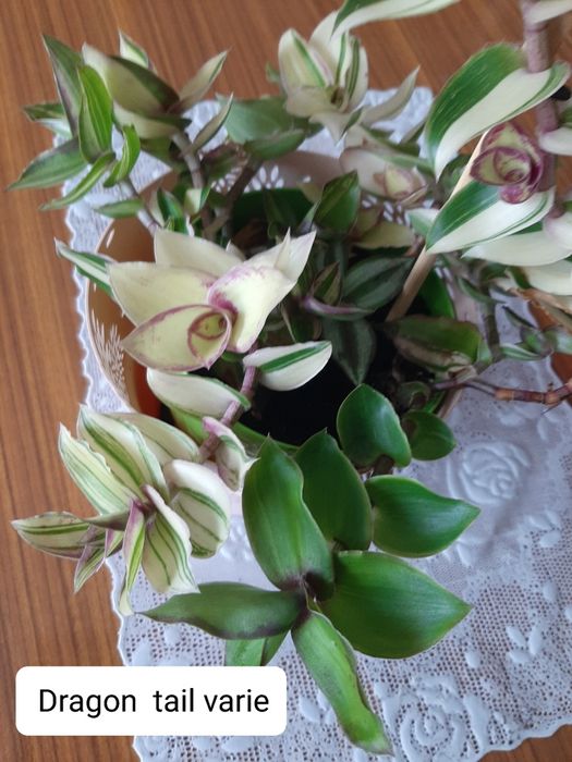 Trzykrotka  gałązki