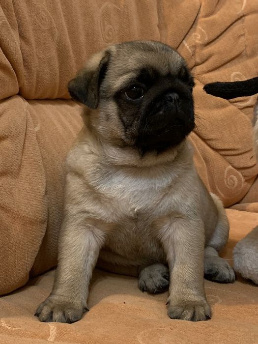 Бомбезні мопсики