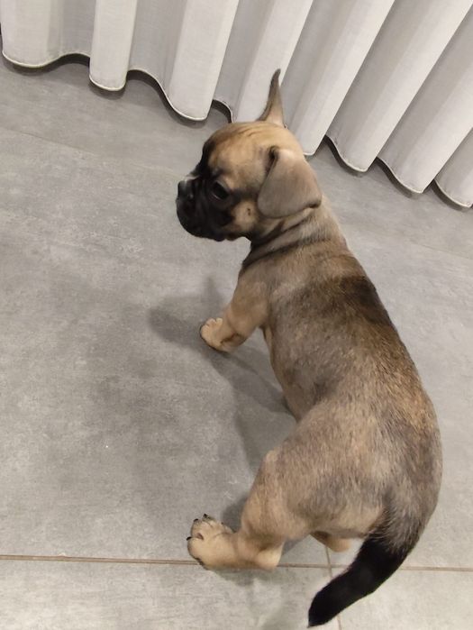 Bulldog francês fêmea