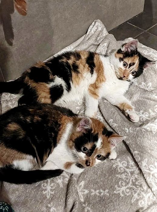 Trikolorka, 9 miesięczna koteńka do adopcji..wraz z mamą