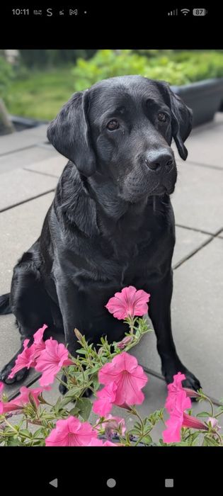Labrador retriever suczka z rodowodem GOTOWA DO ODBIORU