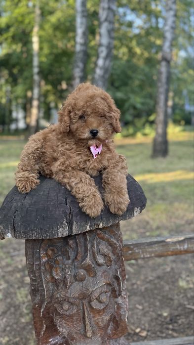 Левенятко мальтіпу