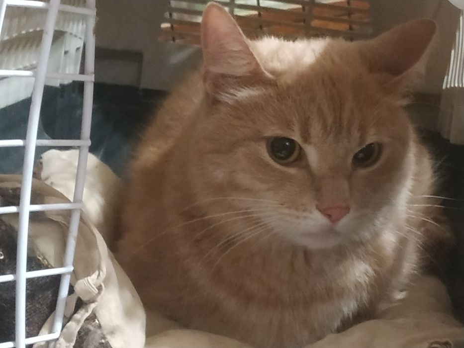 КИЕВ. Люди, спасите кота!!!