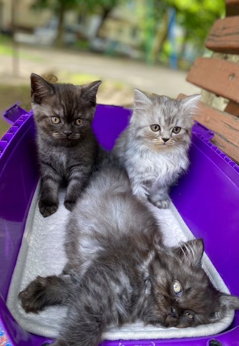 В'язка. Шотландець прямовухий мармур.