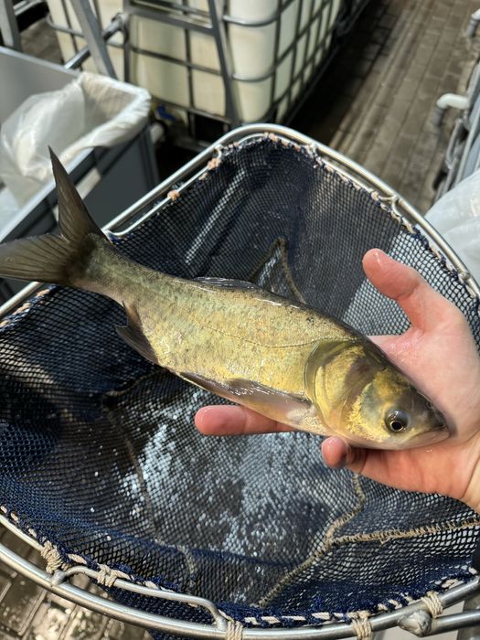 Tołpyga narybek tołpygi ryby do stawów