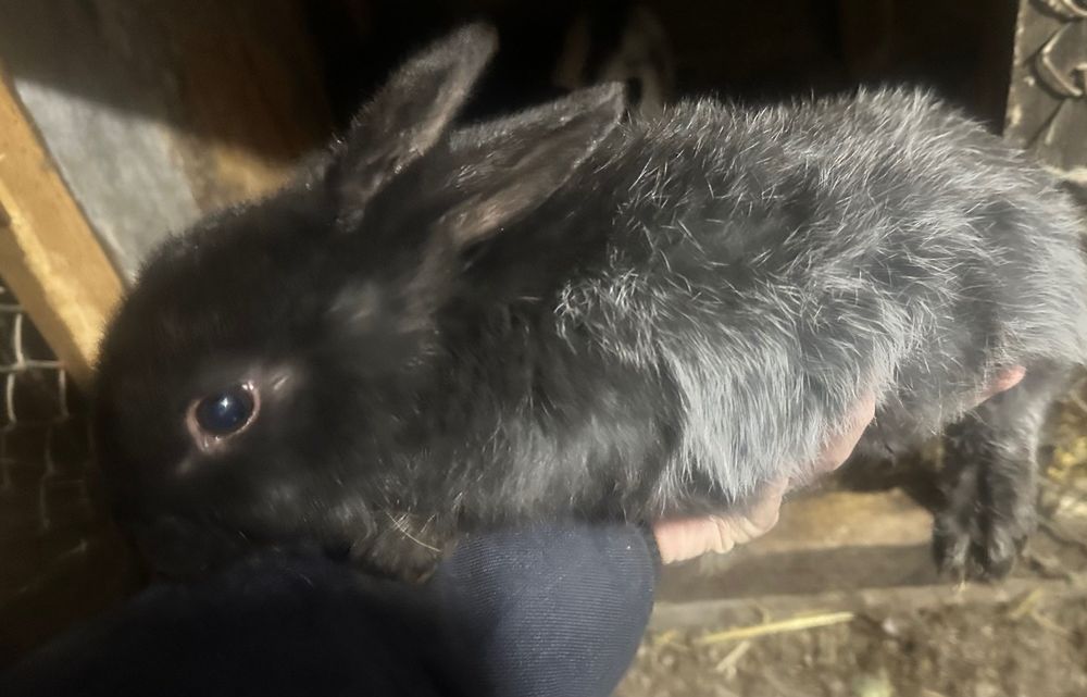 Продам   кроленят