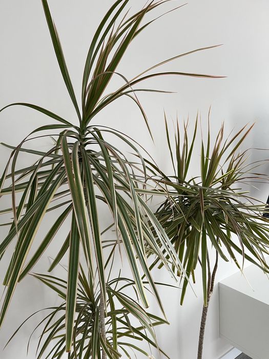 Dracena 140-160 cm