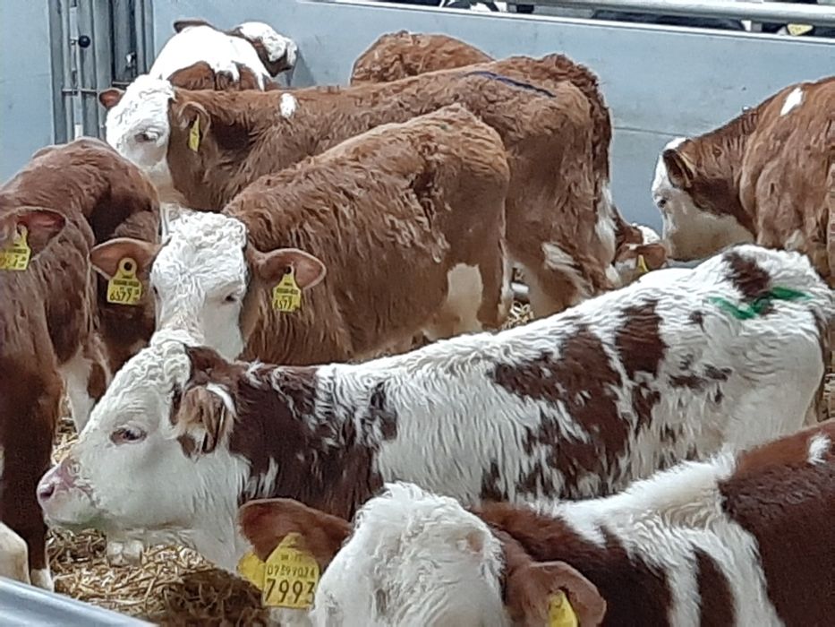 Sprzedam piękne mięsne cielaki