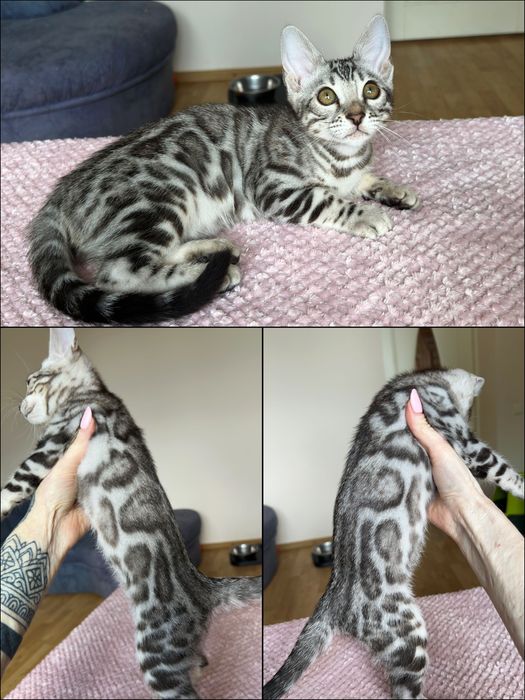 Бенгальские котят экзотических окрасов, серебро, снег, уголь.