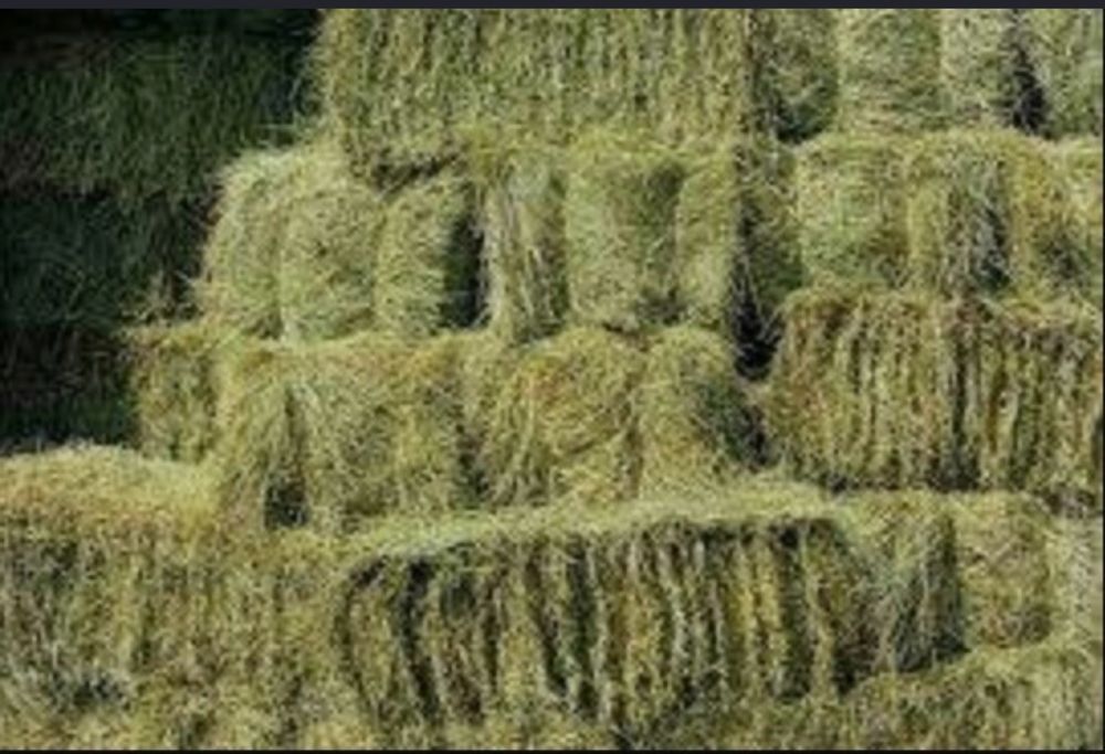 Продам сено в тюках 2026 года