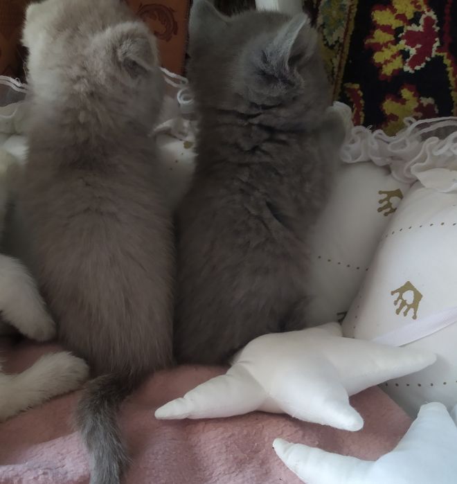Шотландські кошенята
