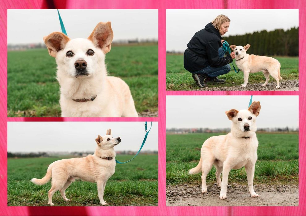 KUMIK - marzy o nowym domu i rodzinie