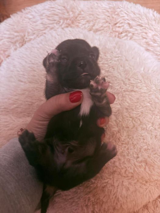 Chihuahua Macho Mini