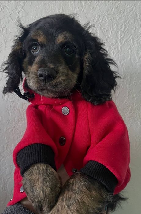 Кокер спаніель метіси