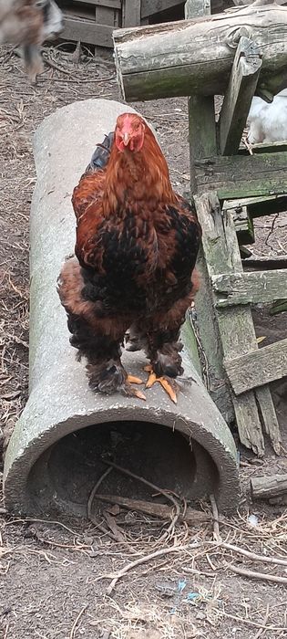 Galos brahamas e Ovos