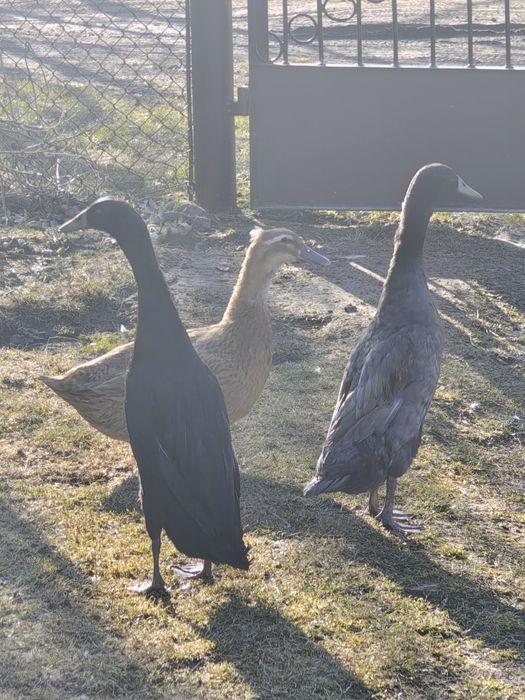 Kaczki biegusy biegus