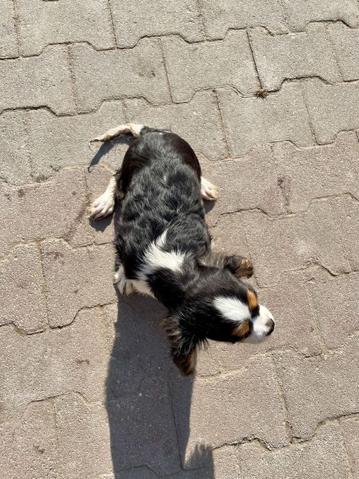 Cavalier king charles spaniel samczyk