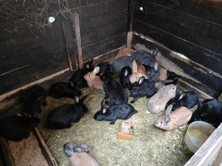 Króliki  samce I samice