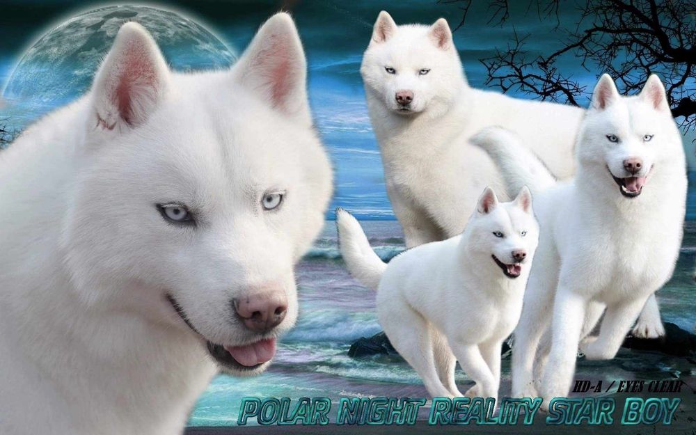 białe siberian husky ZKwP FCI