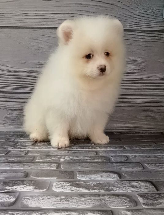 Пухнастий розумничок