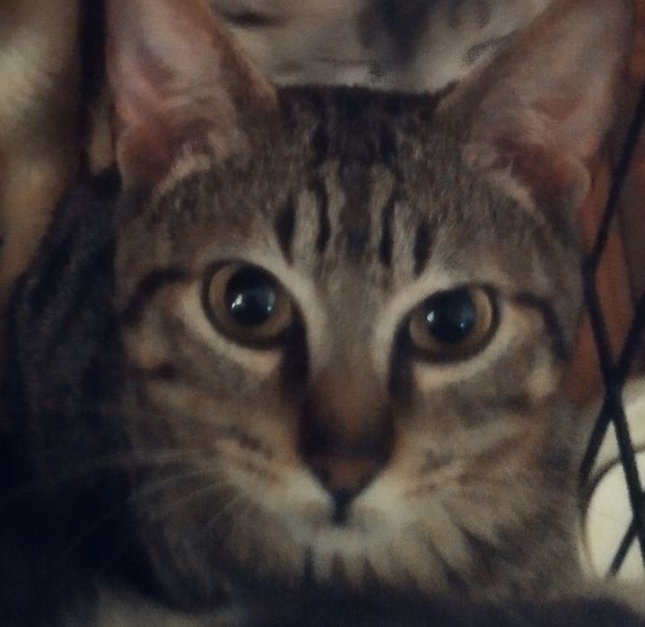 6 gatinhos para adopção responsável