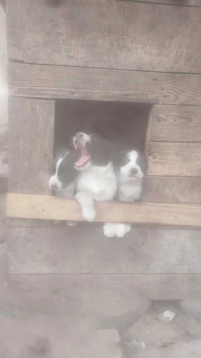 Щенки в хорошие руки