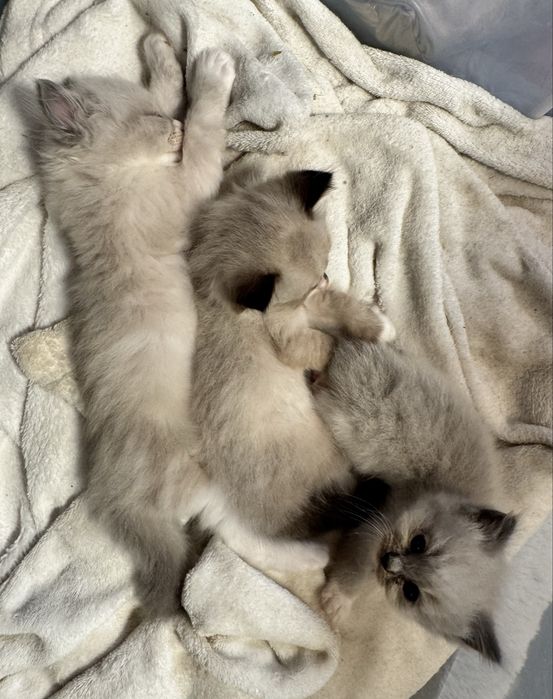 Kocur Ragdoll Blue Bicolor "Gucci" do odbioru za 3 tyg