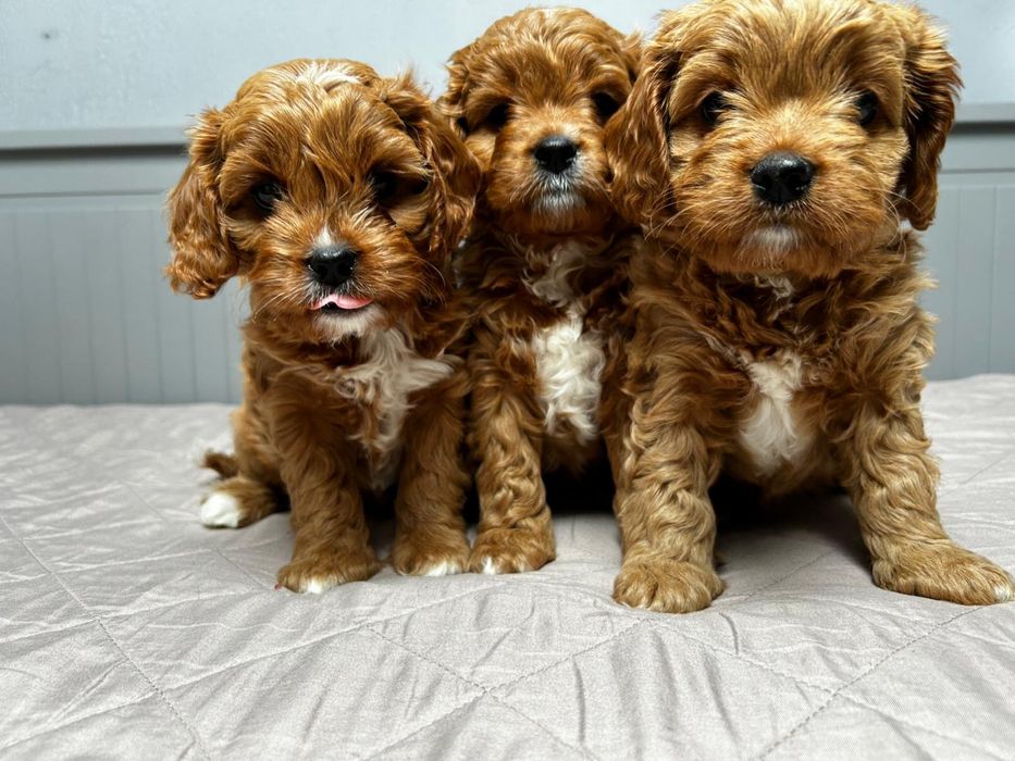 Cavapoo sunia do odbioru