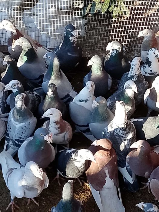 Gołębie Staropolskie