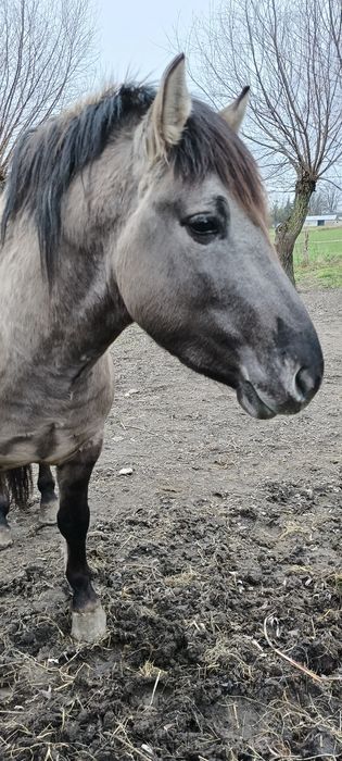 Konik do zabawy pracy