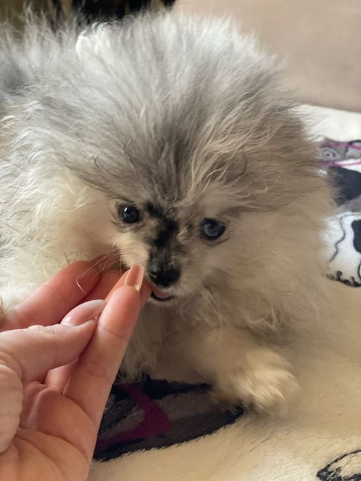 Цуценята померанського шпица