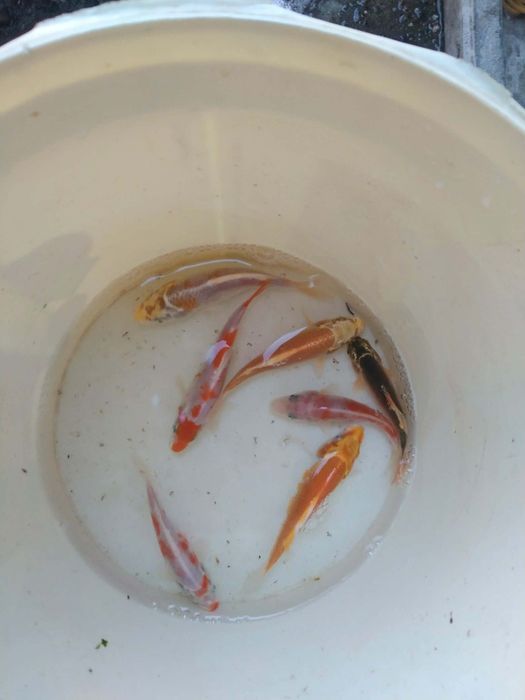 Karp kroczek narybek lin amur