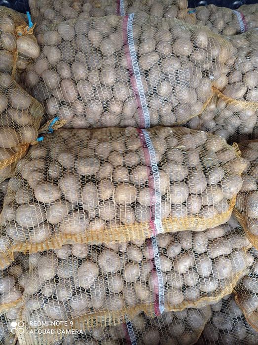 Sprzedam ziemniaki rozmiar sadzeniakowy