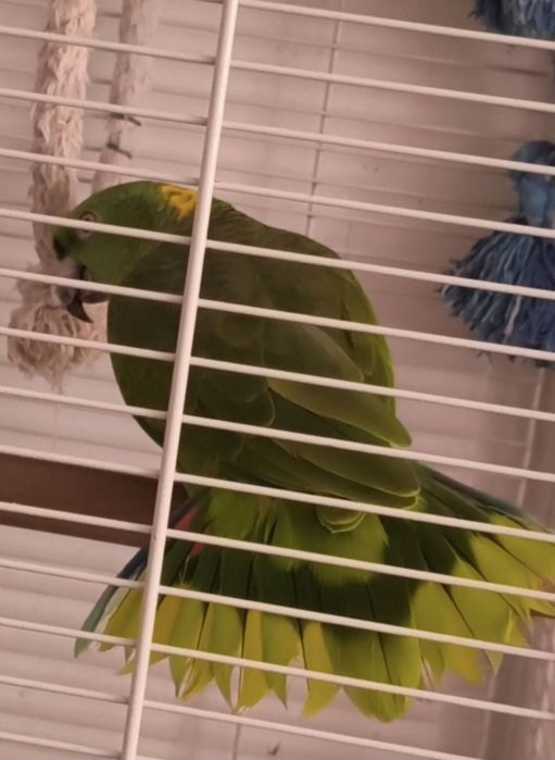 Papagaio amazonas/ ring neck demosticados