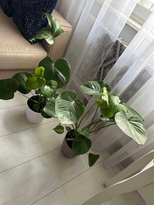 Dwie monstery ok 70cm