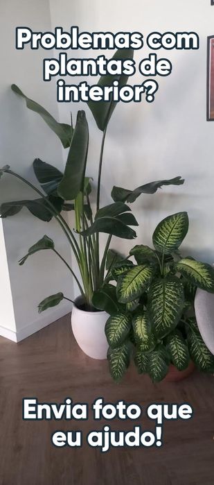 Manutenção de plantas interior Lisboa