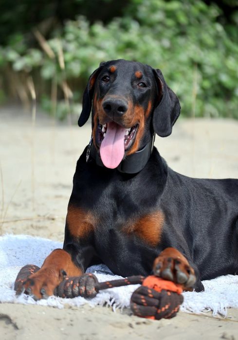 Цуценя Добермана. Хлопчик