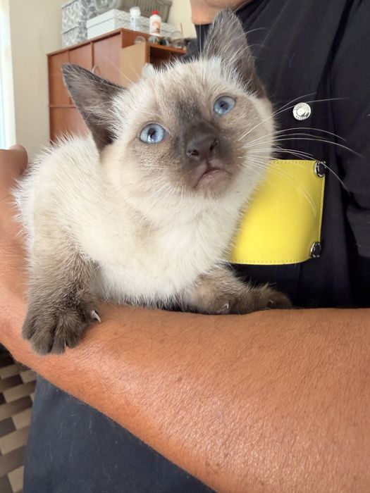 Dá-se 2 gatinhas