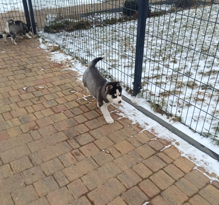 Piesek Huskie szczeniak