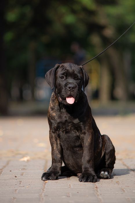 Хлопчик кане корсо_Tuger