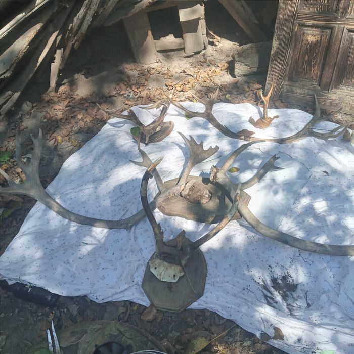 Рога копитных .Олень лось косуля.