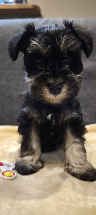 Sznaucer miniaturowy, miniatura