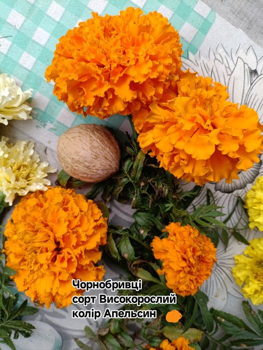 Африканські чорнобривці  гіганти ​Шафрани насіння 1чарка насіння 50грн