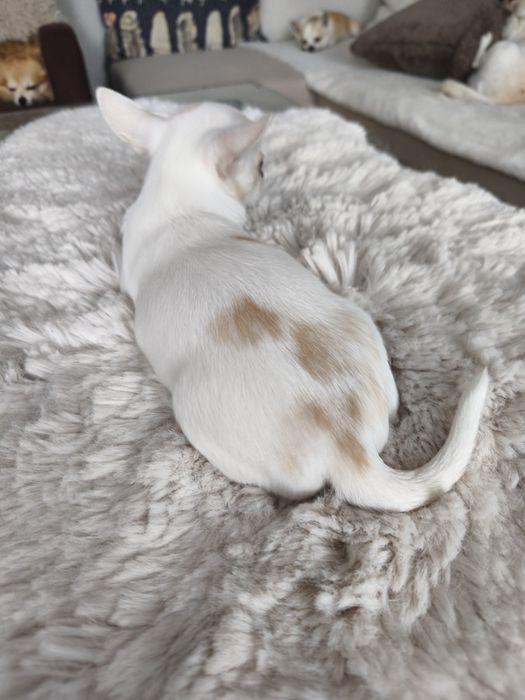 Suczka chihuahua krótkowłosa