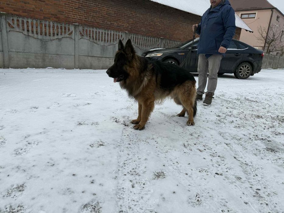 Owczarek niemiecki długowłosy