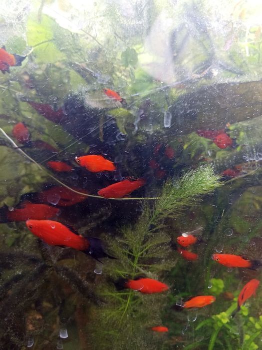 Продам пецилия Редиска чистая линия, яркий насыщенный окрас