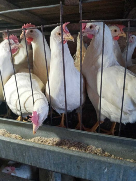 Кури Ломанн Сенді,Ломанн Браун 5мес,Куры несушки