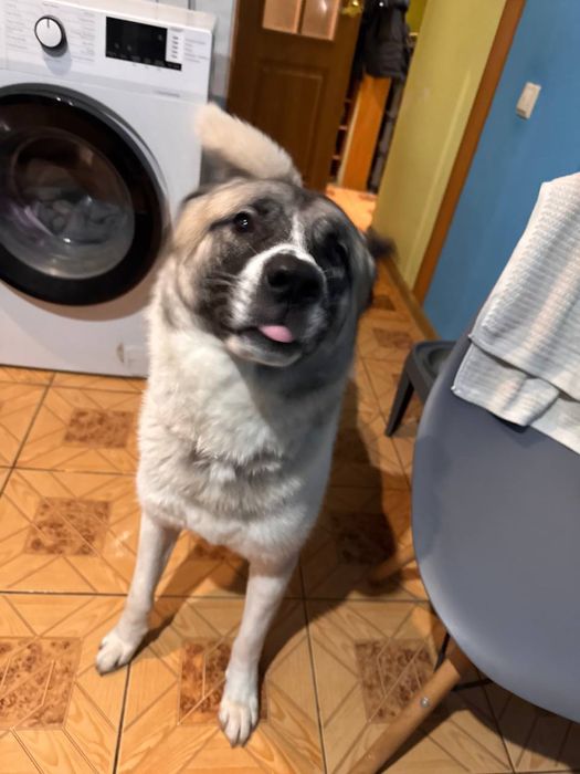 Отдам Акиту в добрые руки